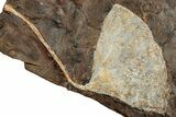 Fossil Ginkgo Leaf From North Dakota - Paleocene #262785-1